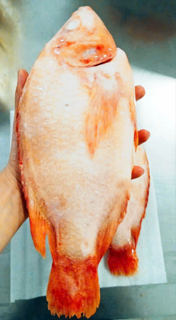 CÁ ĐIÊU HỒNG - A - XK - SIZE 550/650 - THÙNG 11KG - NET 9,5