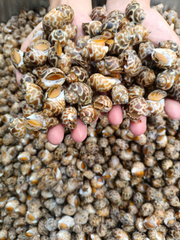 ỐC HƯƠNG CILACAP - A - BAO 10KG - NET 10