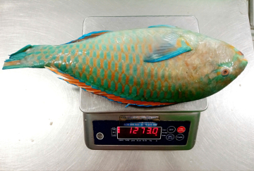 CÁ MÓ NC - A - SIZE 1500UP - THÙNG 10KG - NET 8