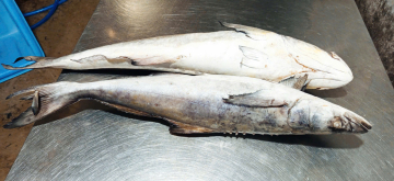 CÁ BỚP NC - A - NĐ - SIZE 2KG UP - NET 10
