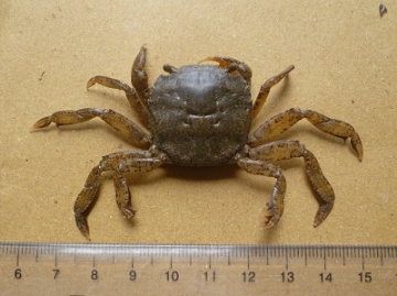 RẠM  - A - NĐ - SIZE10GRAM UP - THÙNG 9KG NET