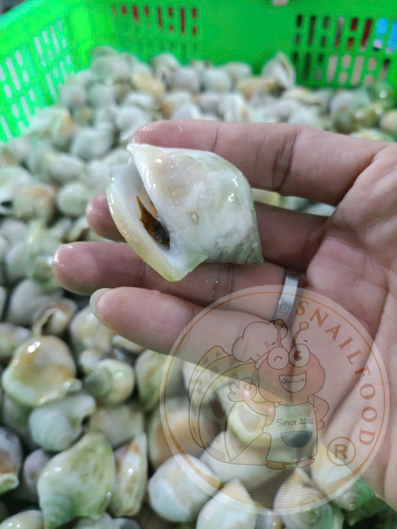 ỐC NHẢY - A - NĐ - SIZE 30/40 - THÙNG 12KG - NET 9