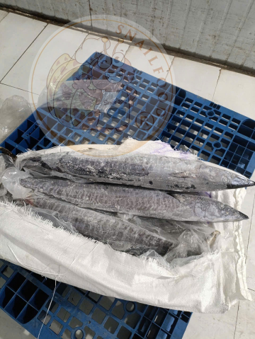 CÁ THU TRẮNG - A - XK CÂNKG/BAO - NET 10