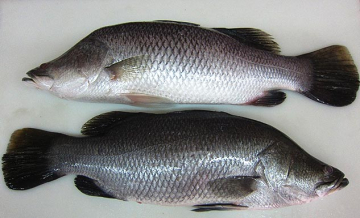 CÁ CHẼM NC - A - XK - THÙNG 18KG 