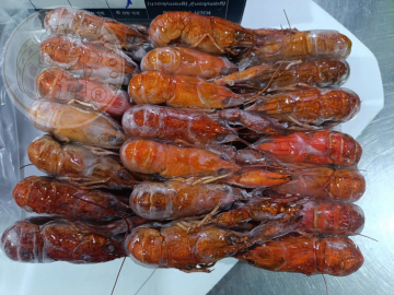 TÔM HÙM ĐẤT - SIZE 20/30 - THÙNG 8KG NET
