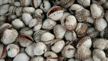 SÒ HUYẾT NC - A - SIZE 50/80 - BAO 15KG - NET 100%