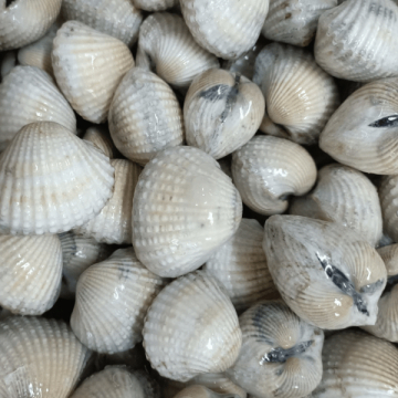 SÒ HUYẾT NC - A - SIZE 100/150 - BAO 12KG - NET 90%