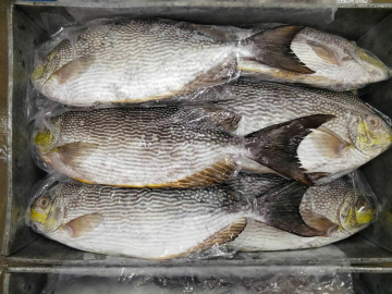 CÁ DÌA - A - XK - THÙNG 10KG (NL)