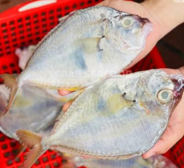 CÁ LIỆT - A - XK - THÙNG 10KG (NL)