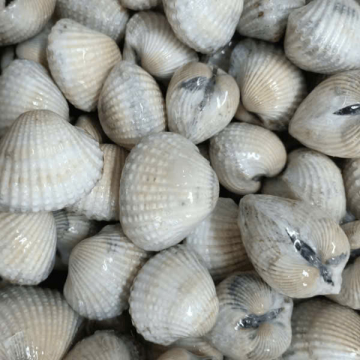 	SÒ HUYẾT NC - A - SIZE 30/50 - XK - BAO 20KG