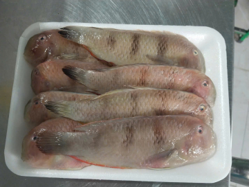 CÁ MÓ MÈO - THÙNG 5,4KG NET